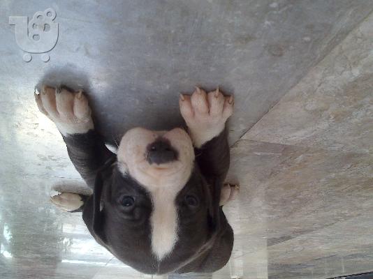 pitbull merle